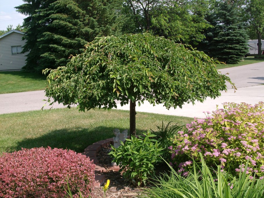 Вишня шаровидная Umbraculifera