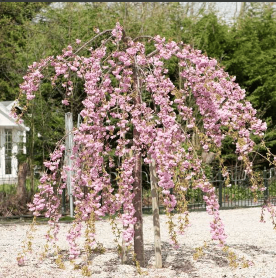 Дерево яблони Жарден