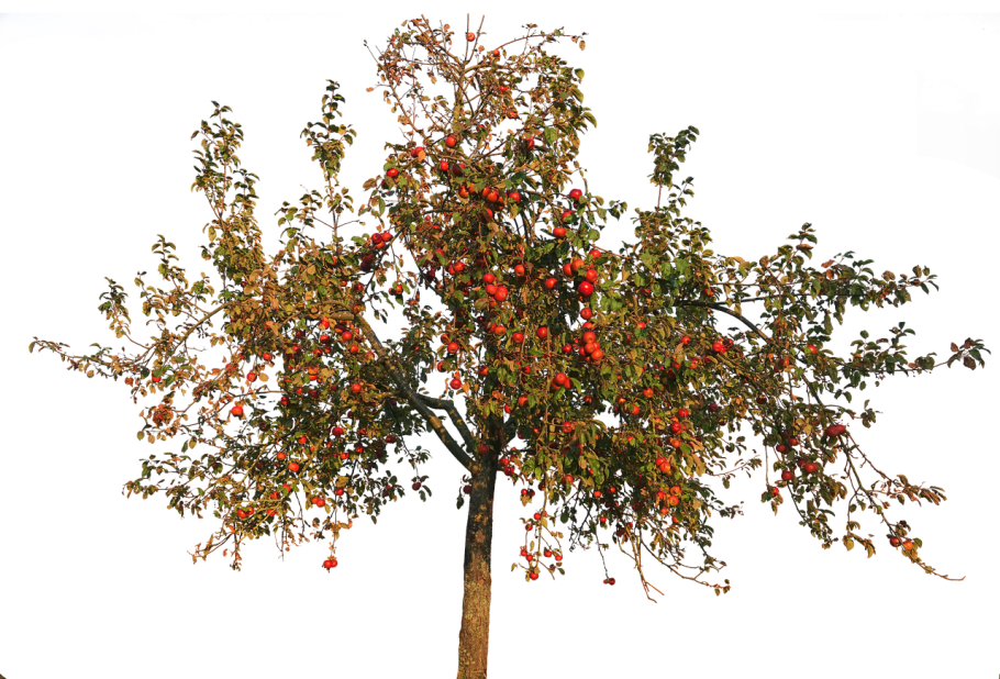 Яблоня декоративная Роял Бьюти