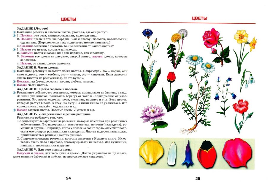 Полевые цветы задания для дошкольников