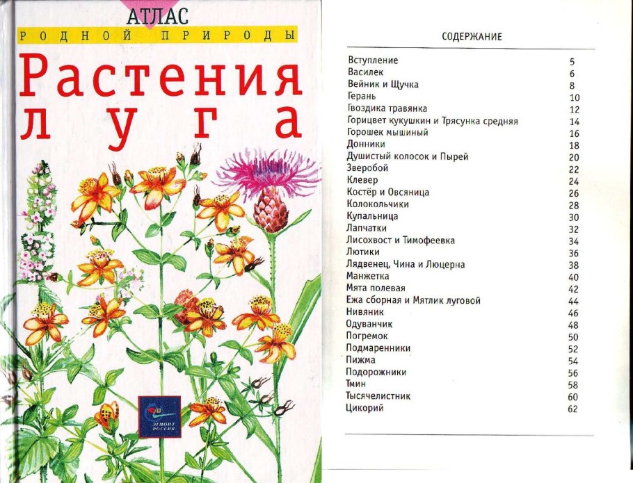 Чашелистик пыльник завязь