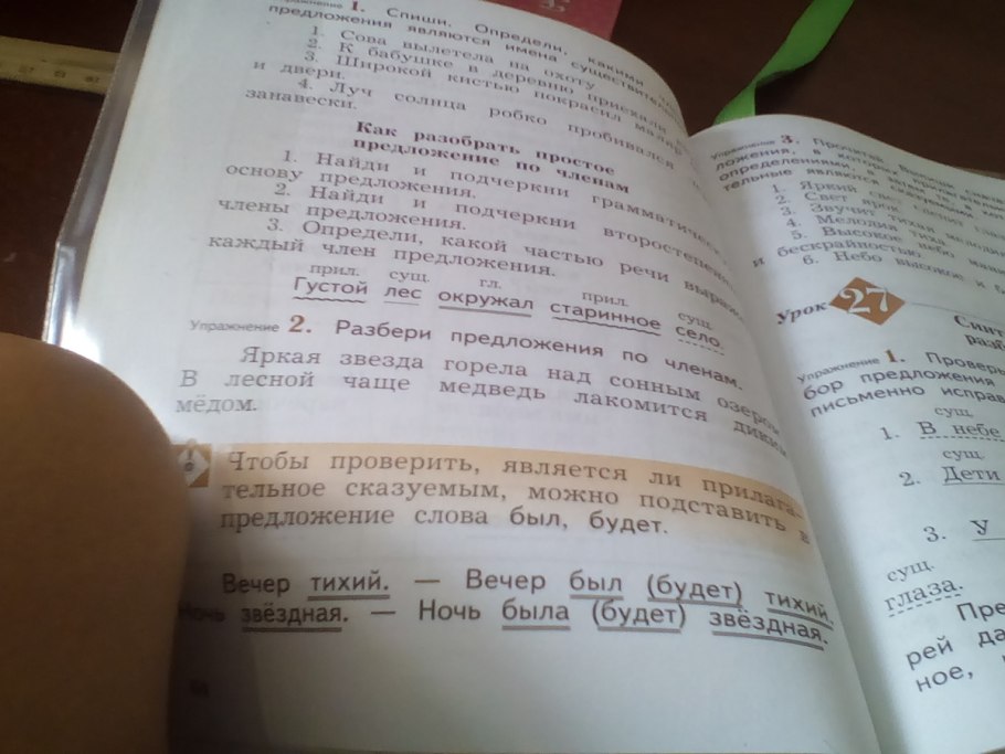 Этапы роста одуванчика