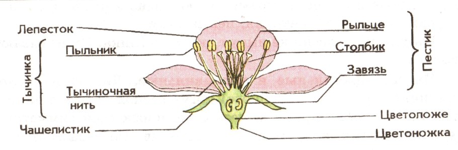 Растительный мир для дошкольников