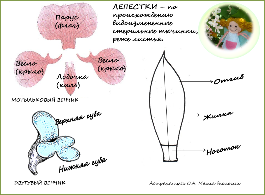 Запишите названия растений леса