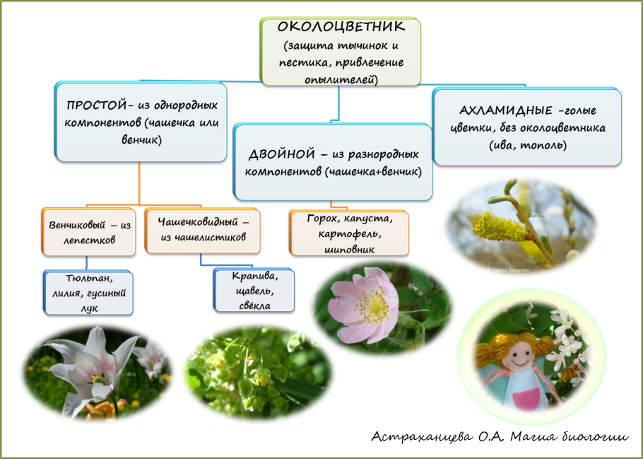 Рассказ о ромашке