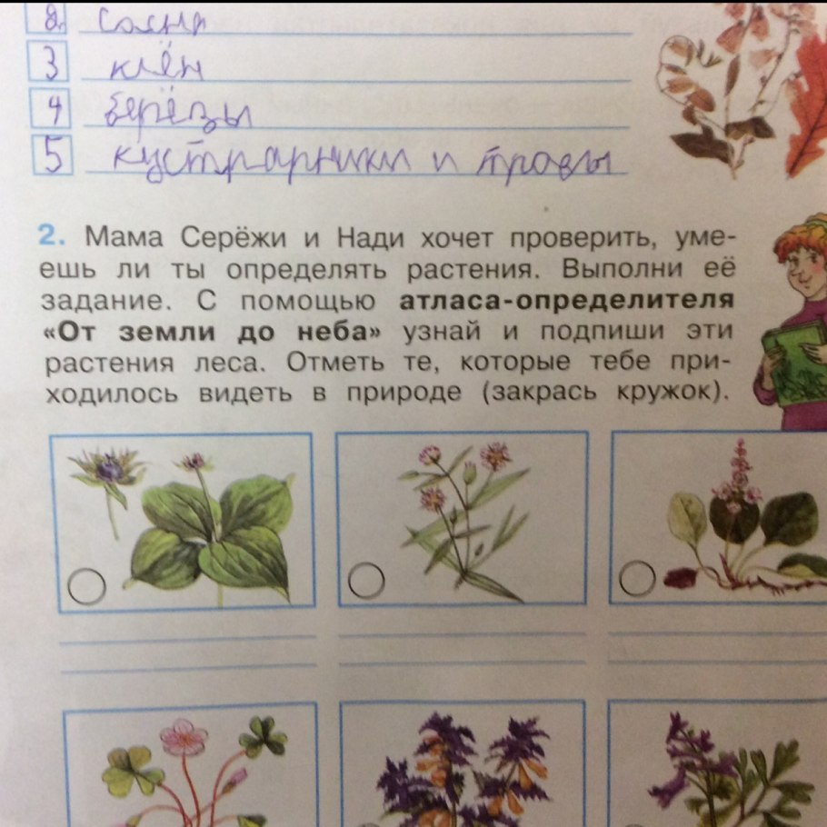 Атлас определитель от земли до неба луговые растения