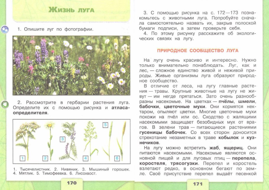 Первоцветы задания для детей