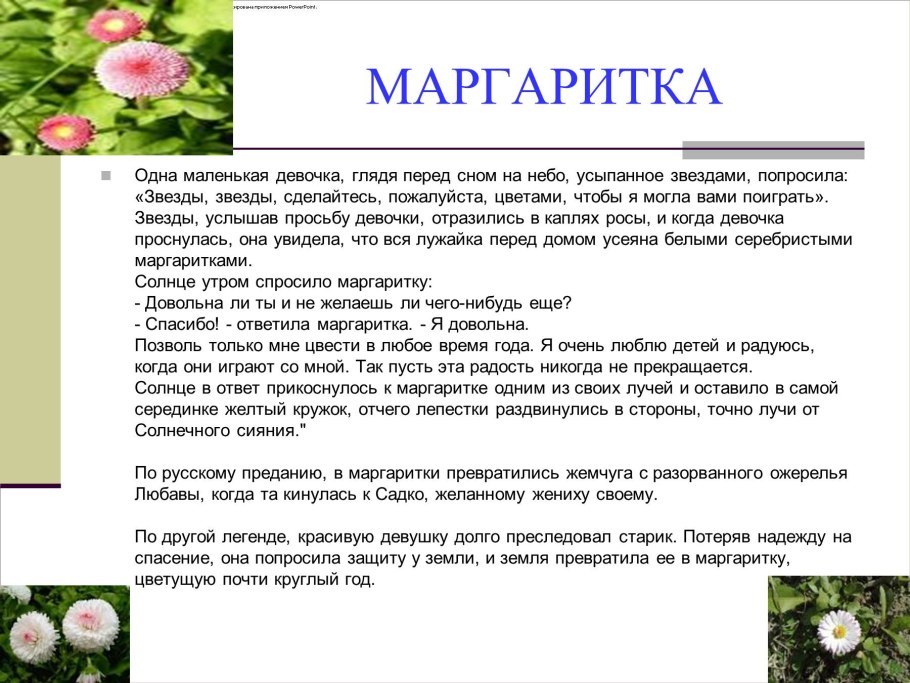 Рассказ о цветке маргаритке