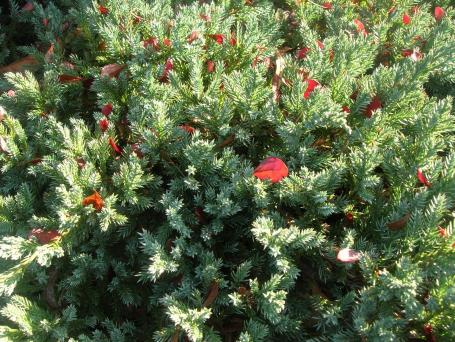 Туя можжевельник ландш