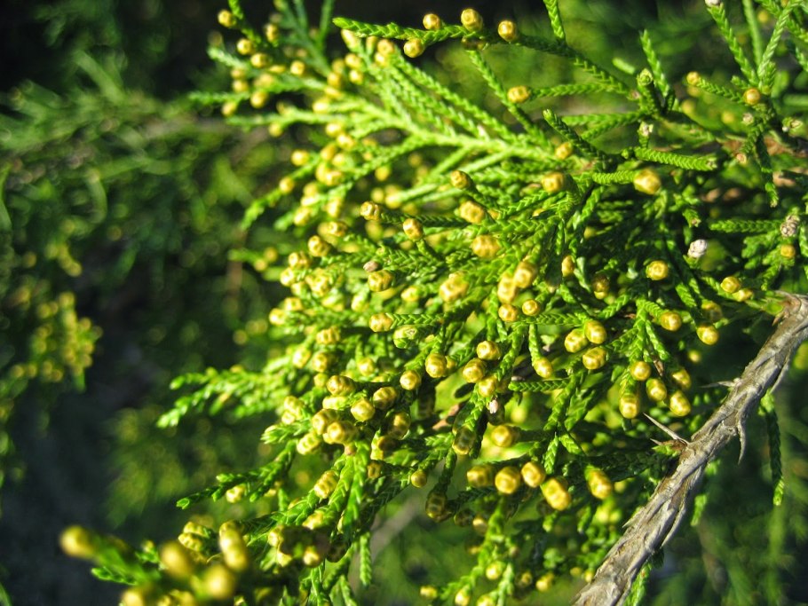 Можжевельник казацкий цветение