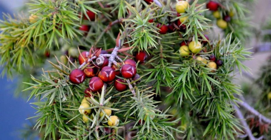 Можжевельник Хартмана