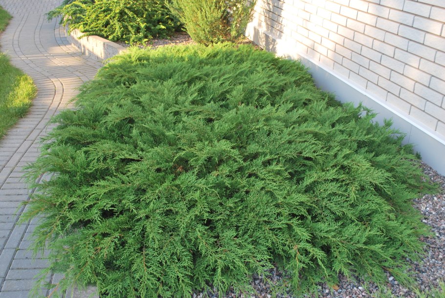 Можжевельник osteosperma