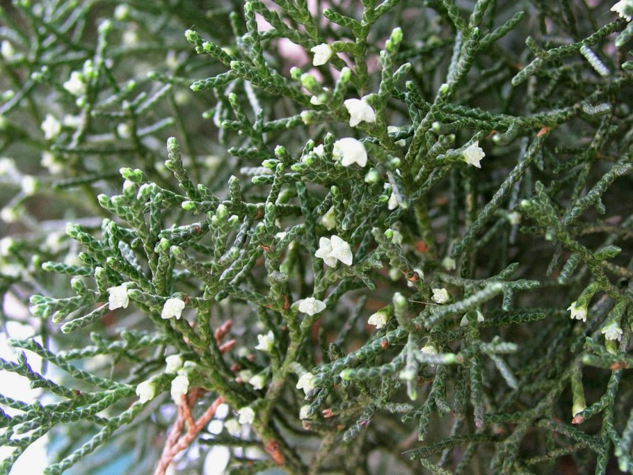 Цветение можжевельника