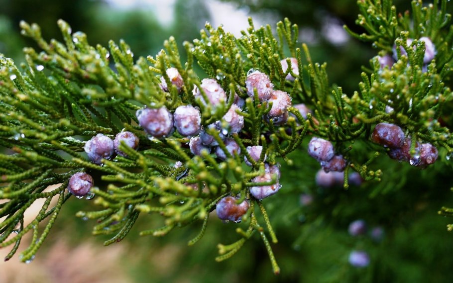 Можжевельник обыкновенный Верес