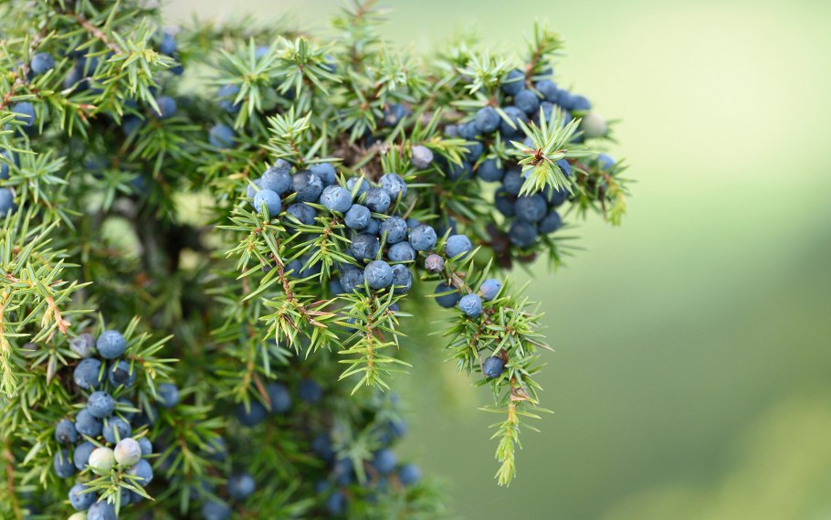 Черника и можжевельник