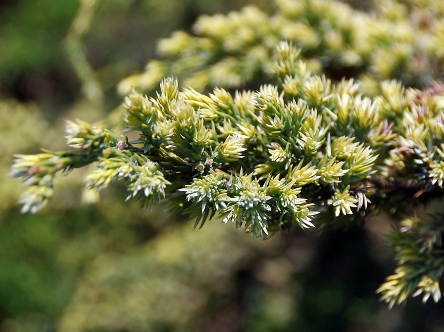 Можжевельник коммунис ягодки