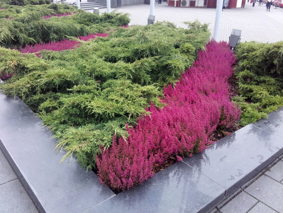 Кипарисовик Лавсона хвоя