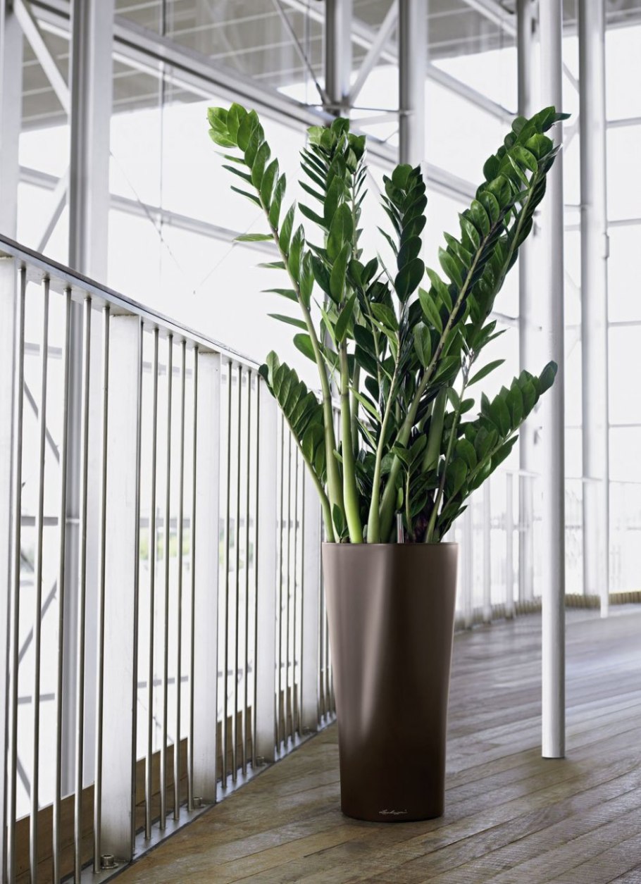 Сансевьера Ханни фитодизайн