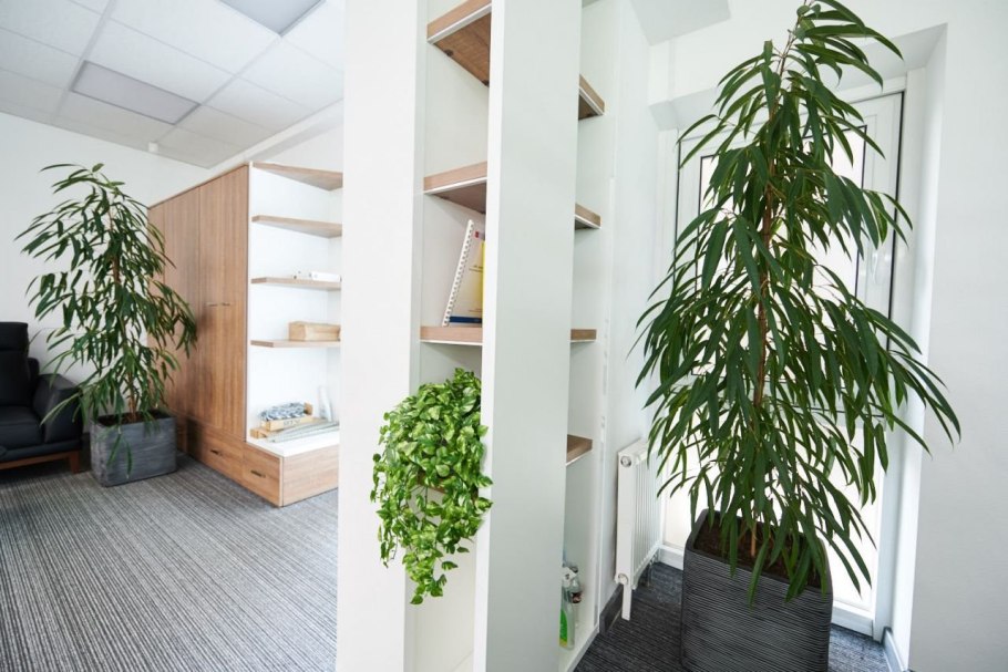 Драцена + Lechuza