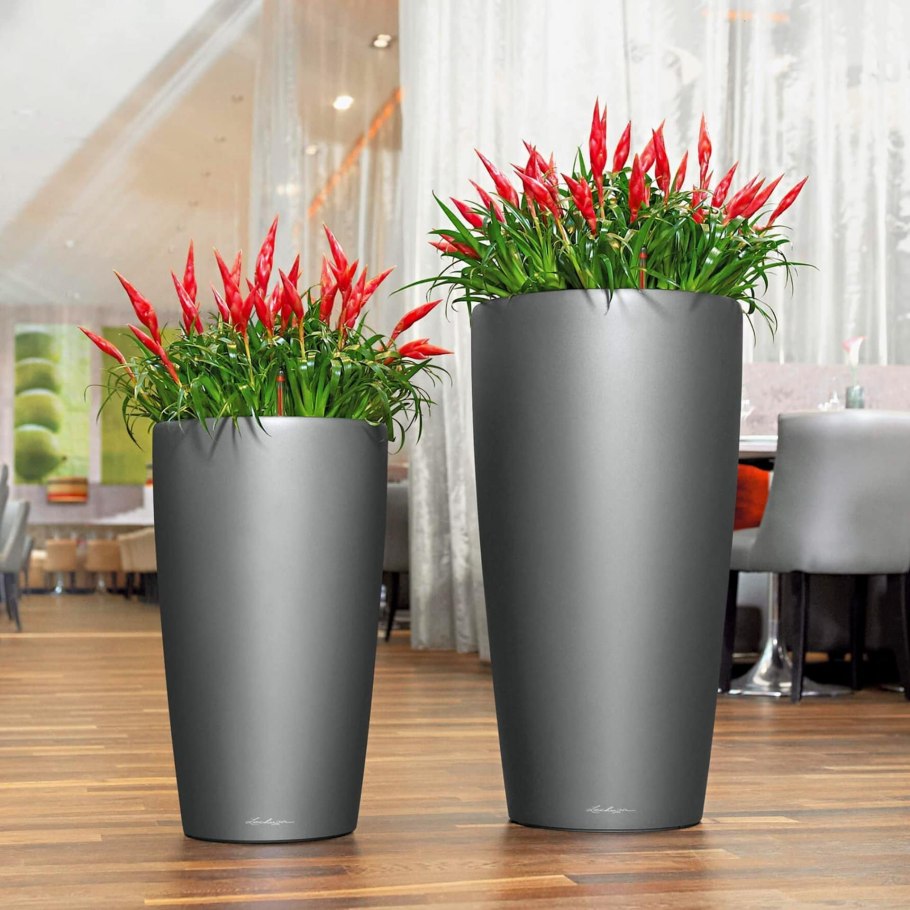 Драцена монстера