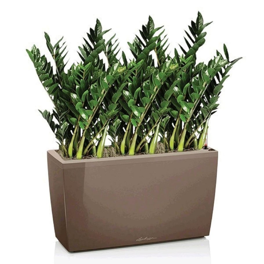 Офисное растение замиокулькас