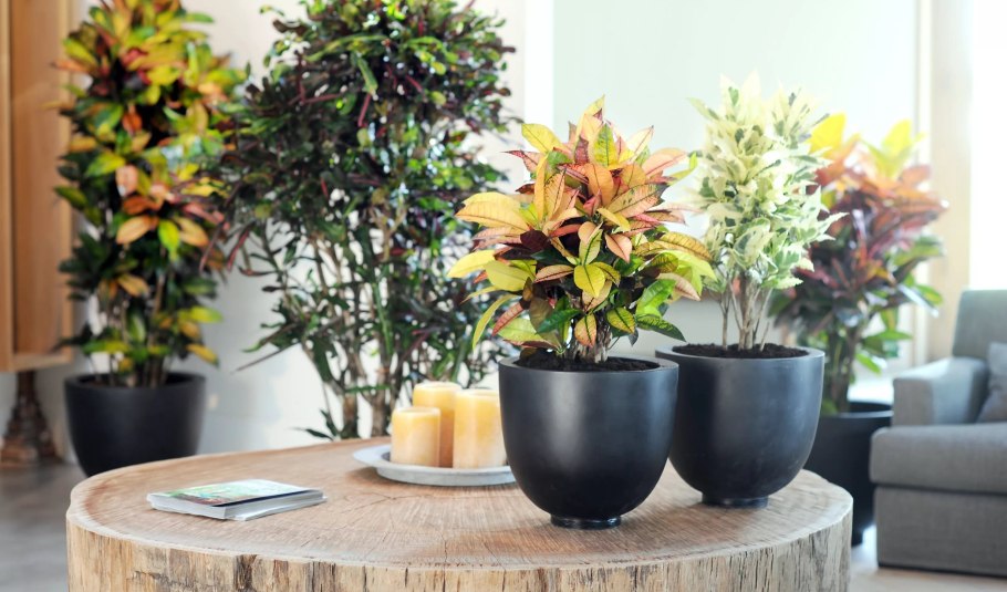 Растение замиокулькас