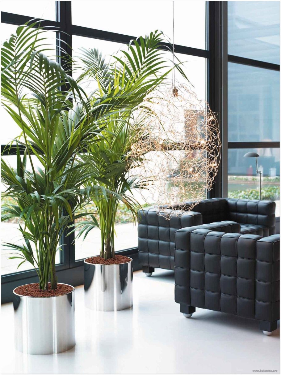 Хлорофитум и Сансевиерия