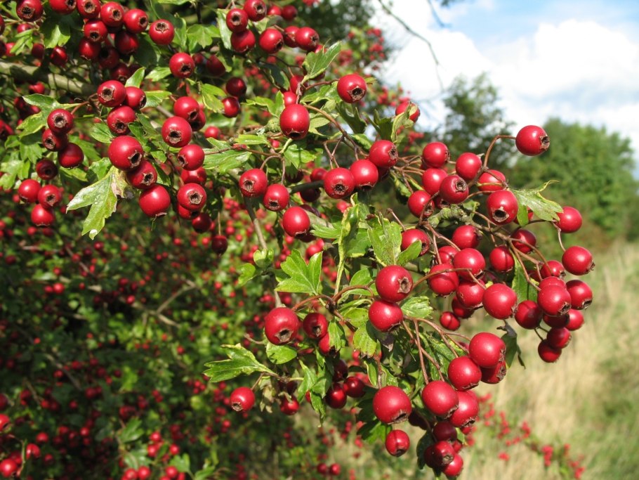 Боярышник Арнольда Crataegus arnoldiana