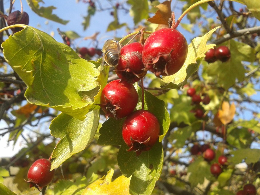 Чардым боярышник