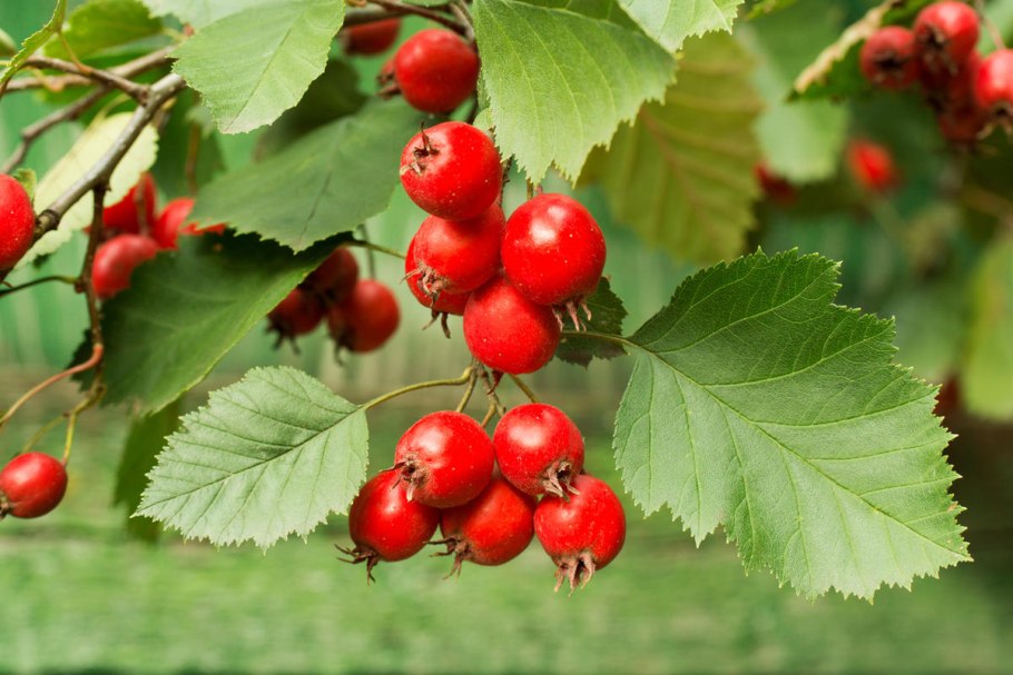 Боярышник обыкновенный Crataegus laevigata