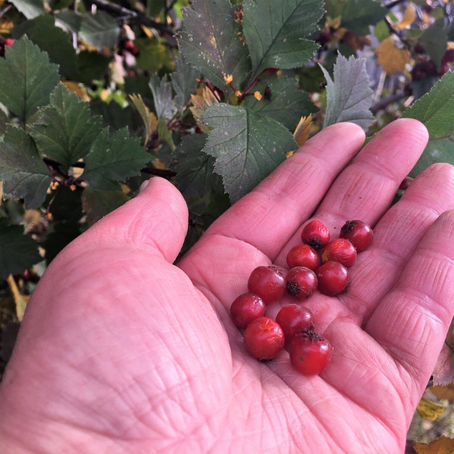 Боярышник однопестичный