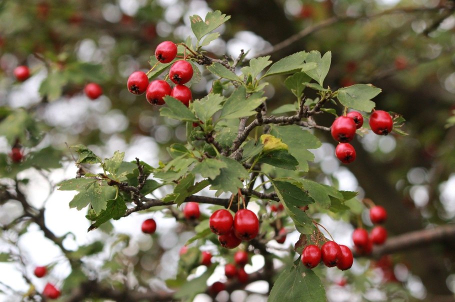 Боярышник Рубра плена