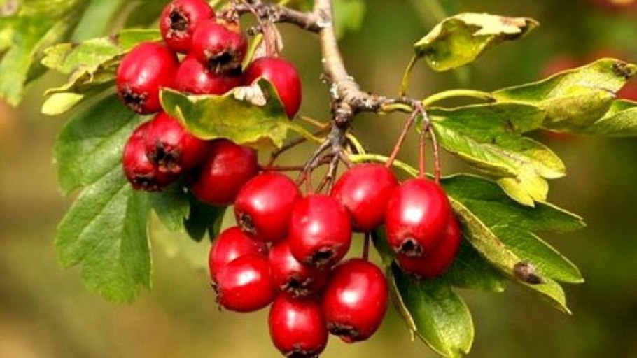 Боярышник Даурский Crataegus dahurica