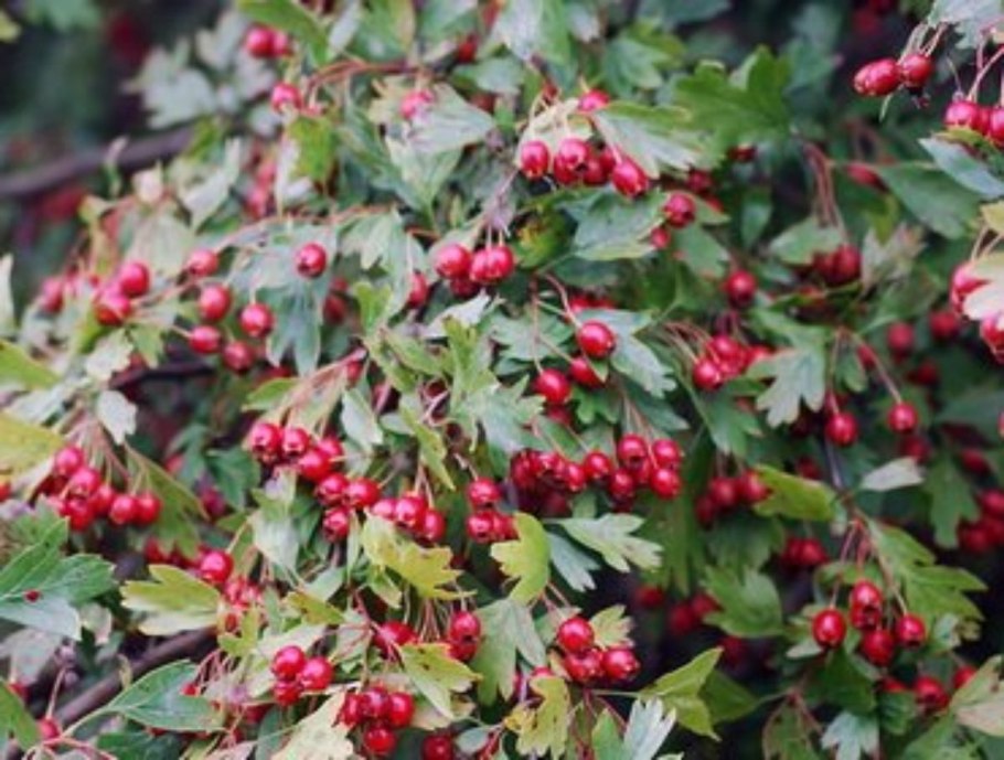 Боярышник зеленомясый (Crataegus chlorosarca)