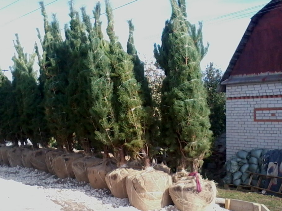 Сосны крупномеры