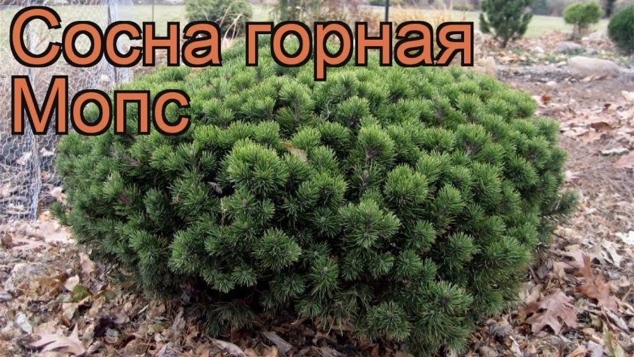 Сосна Горная Мопс селекция
