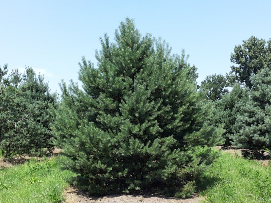 Сосна обыкновенная Pinus Sylvestris