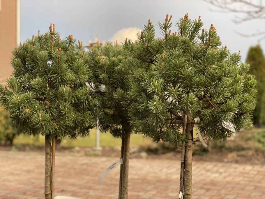 Сосна Pinus mugo Mops штамбовая