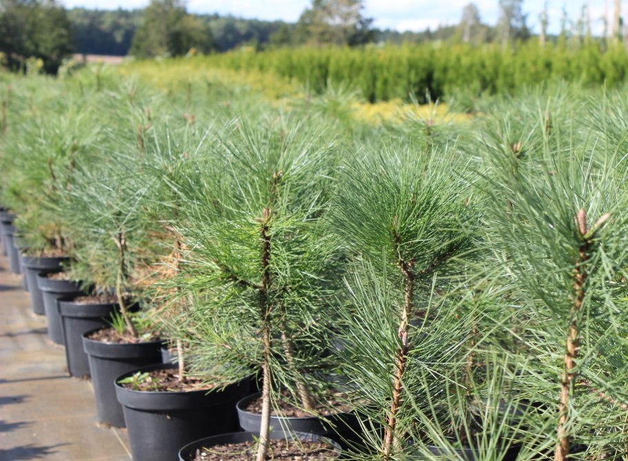 Pinus Ponderosa 'Agnieszka'
