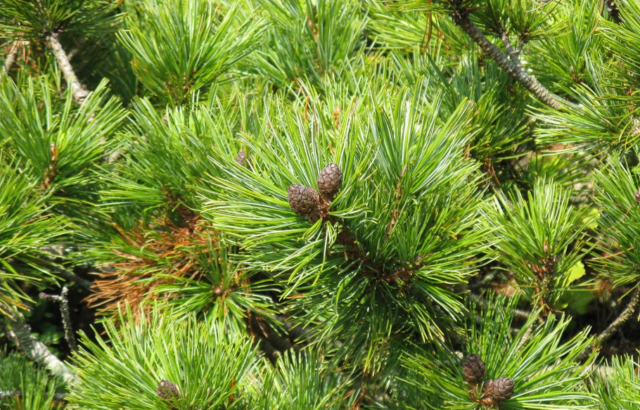Кедровый стланик (Pinus pumila)
