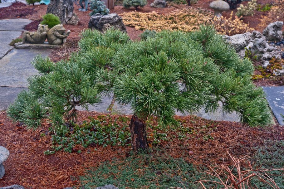 Pinus Sylvestris 'Albyns'