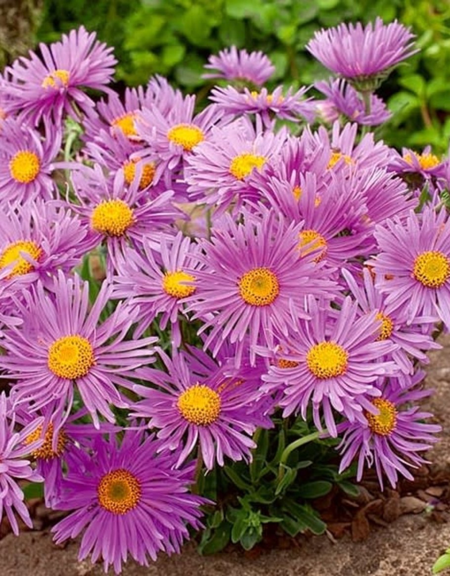 Астра многолетняя Aster Alpinus