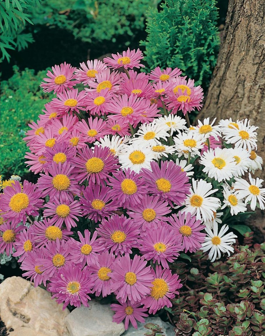 Астра Альпийская (Aster Alpinus)