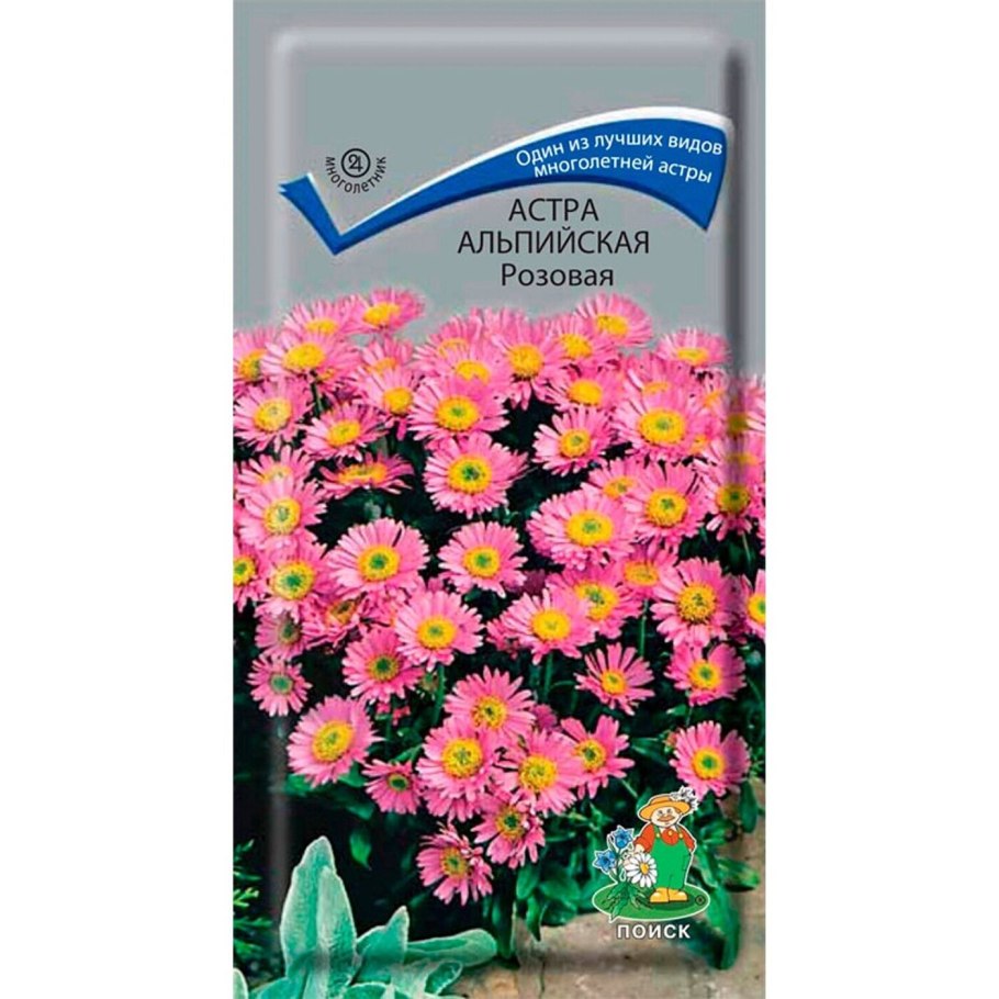 Астра Альпийская Альбус