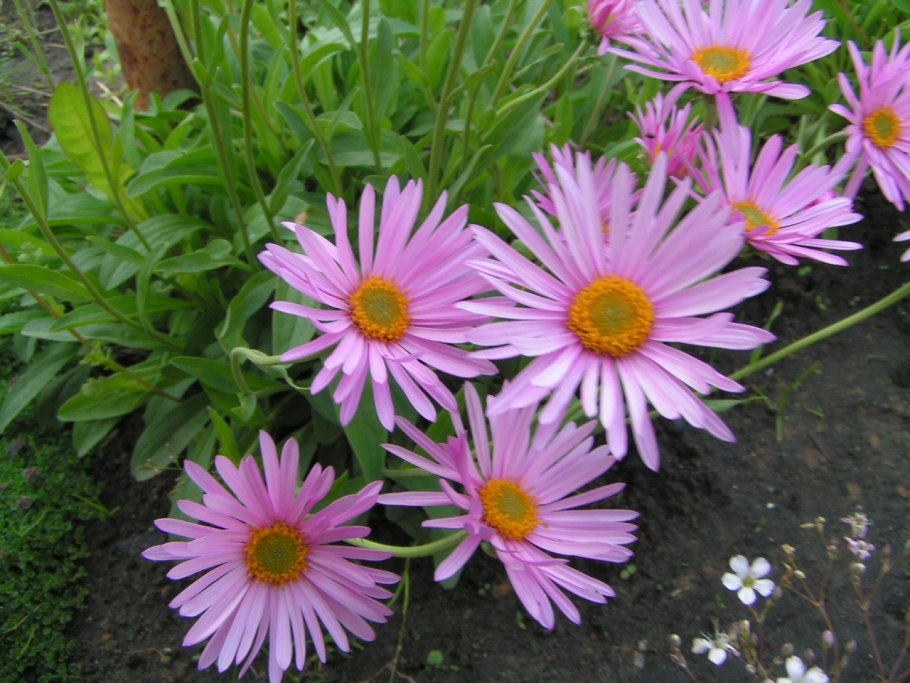 Wargrave Pink Астра