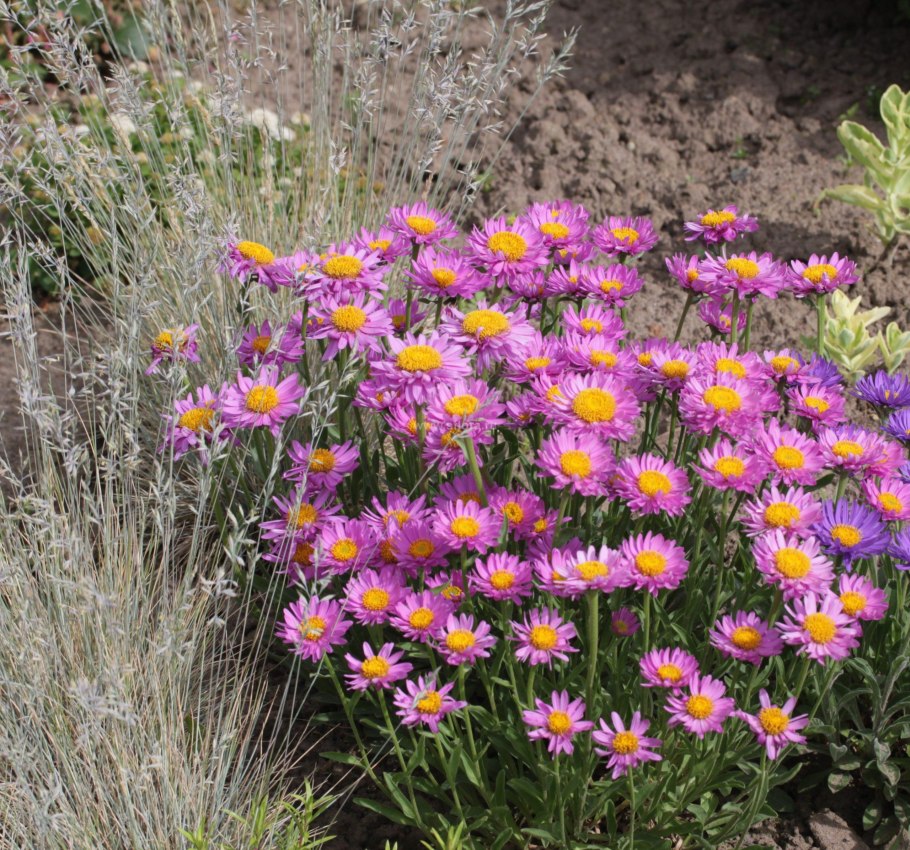 Астра Альпийская dunkle schone