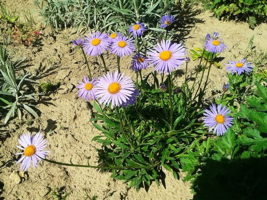 Астра Альпийская Розетта