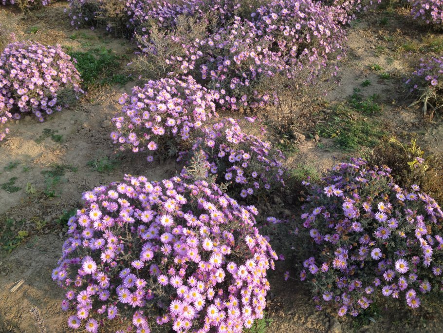 Астра многолетняя Альпийская Aster Alpinus ruber