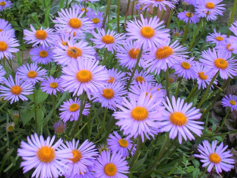 Астра многолетняя новобельгийская