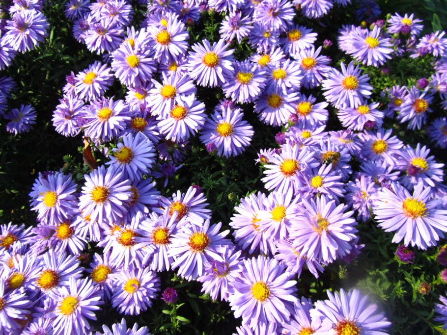 Астра Альпийская (Aster Alpinus)